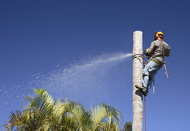 How Our Tree Care Process Works  in  Sundown, TX