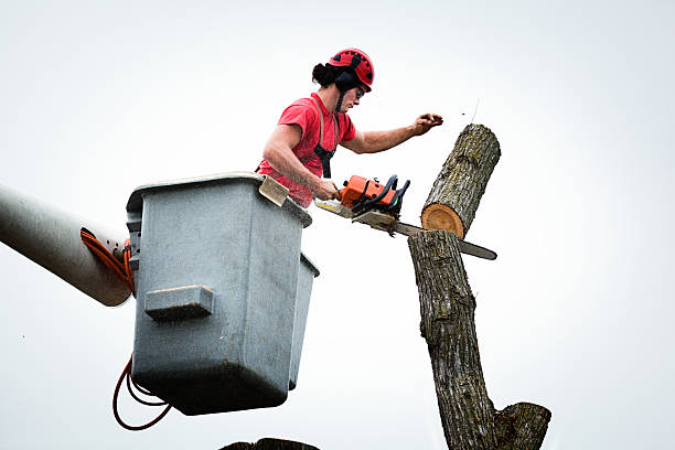 Trusted Sundown, TX Tree Care Experts